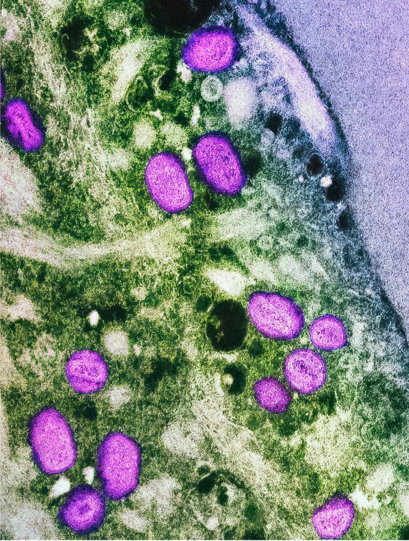 Meet Urolithin A: The Nutrient That Helps Your Cells Renew and Recharge